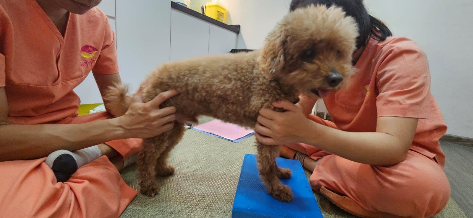 Dog on a balance block during rehabilitation at RehabVet