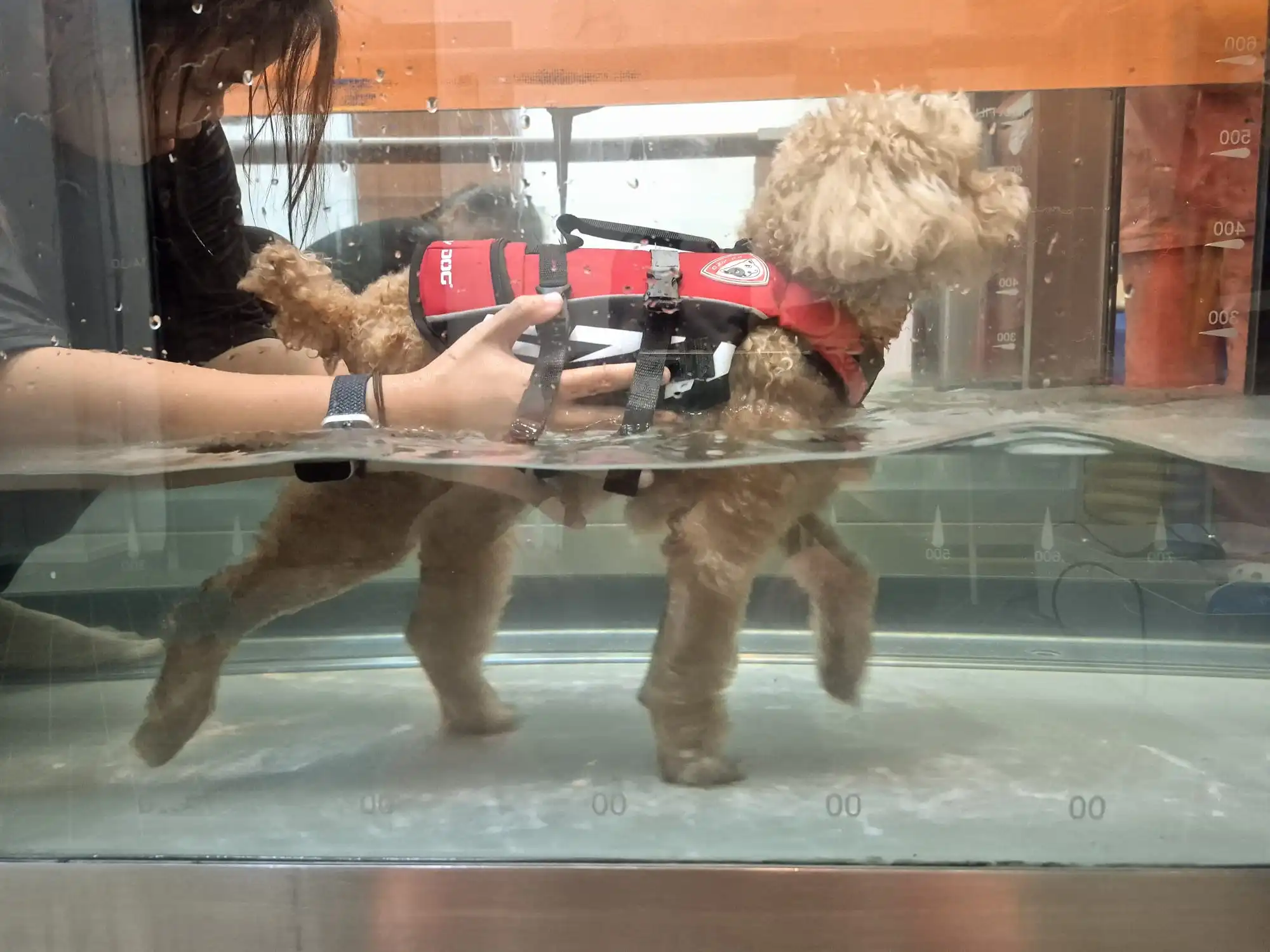 Dog walking in the underwater treadmill at RehabVet