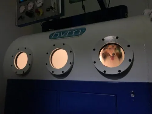 How Veterinary Hyperbaric Oxygen Treatment Speeds Up Wound Healing in Pets